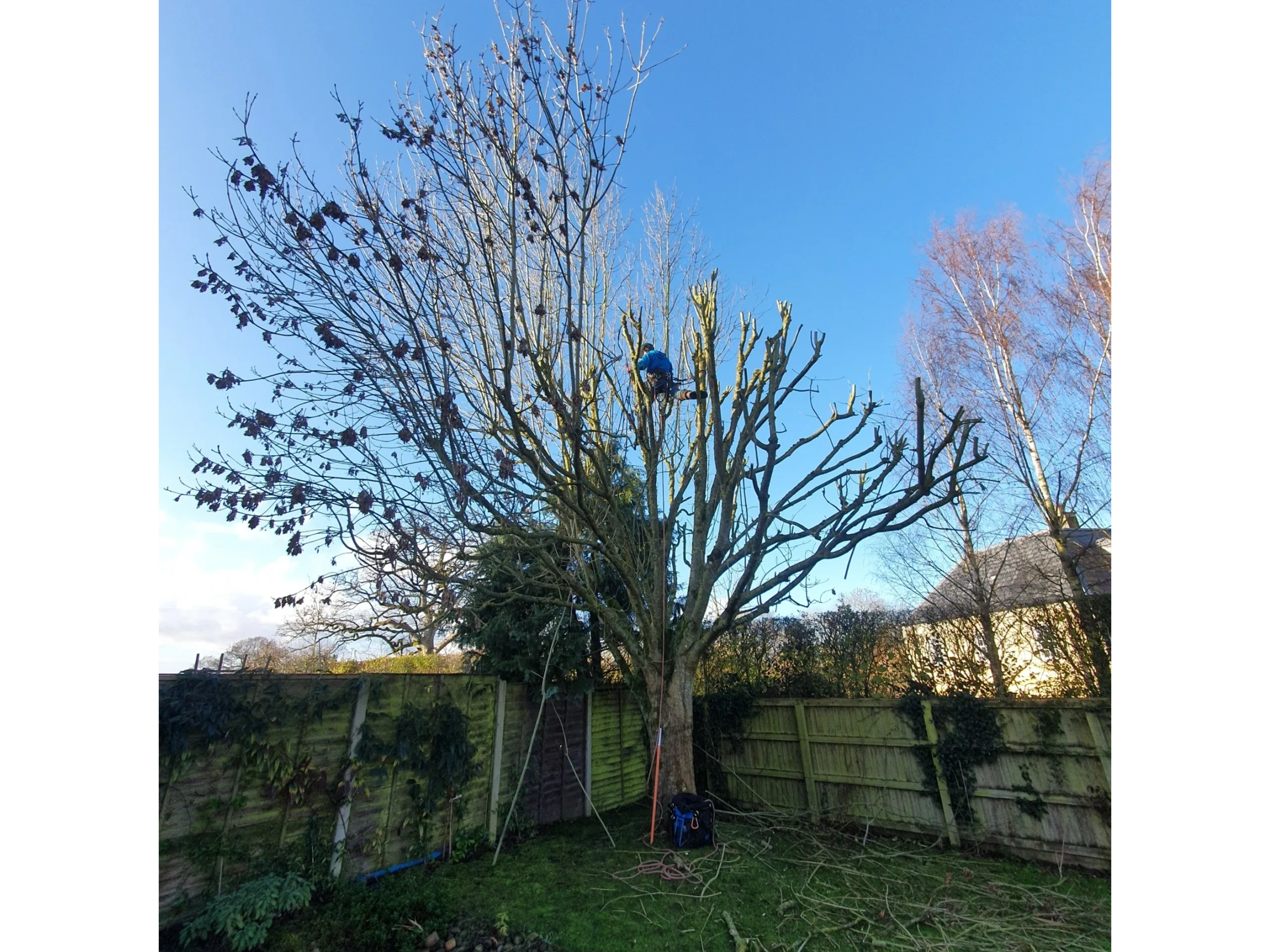 Arborist working within a mature pruned tree using ropes and climbing equipment