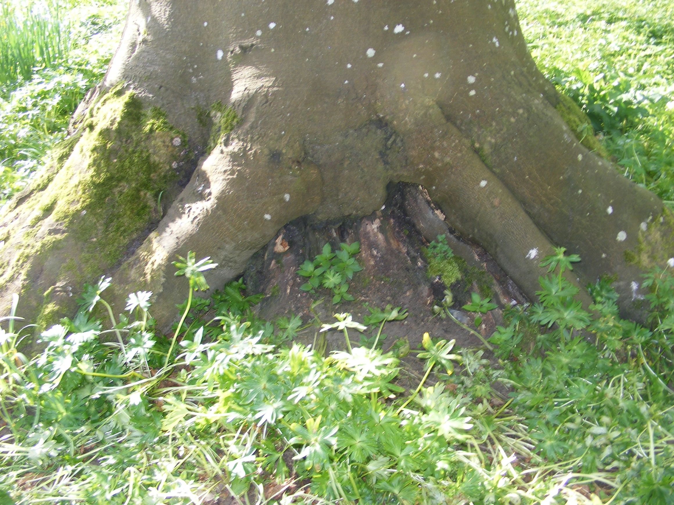 Mature tree base with mossy bark and greenery