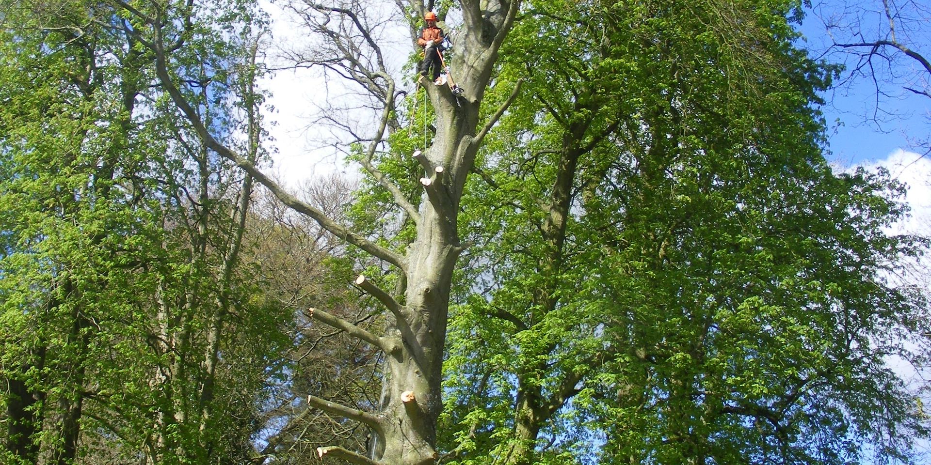 Upward view into a tree canopy and trunk structure