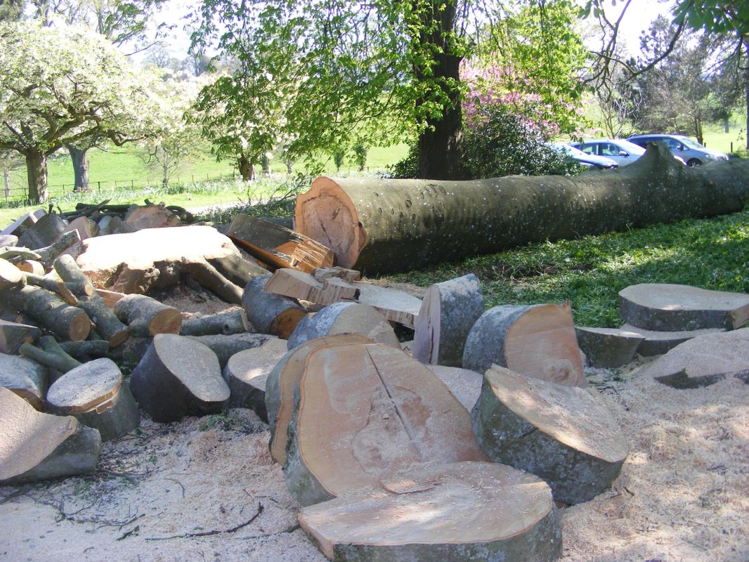 Felled trunk and cut log rounds laid out after controlled felling