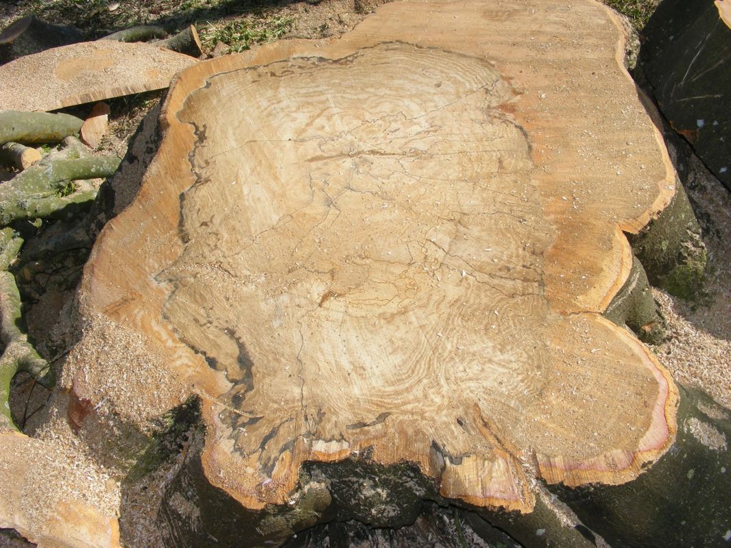 Tree trunk cross-section showing growth rings