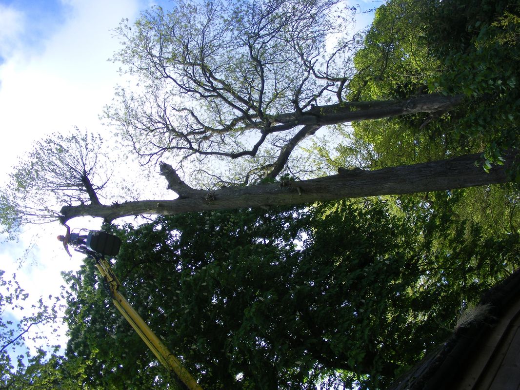 Access platform reaching into a large tree canopy near buildings