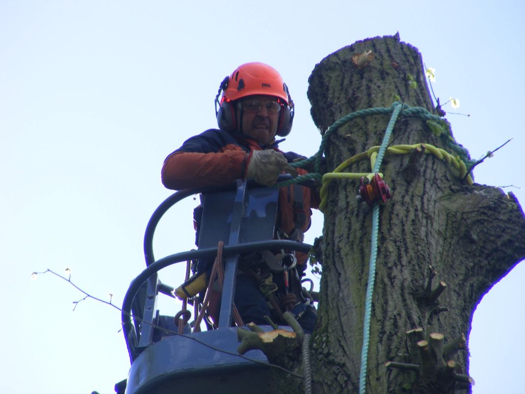 Arborist in full safety equipment working from an elevated platform beside a cut tree stem
