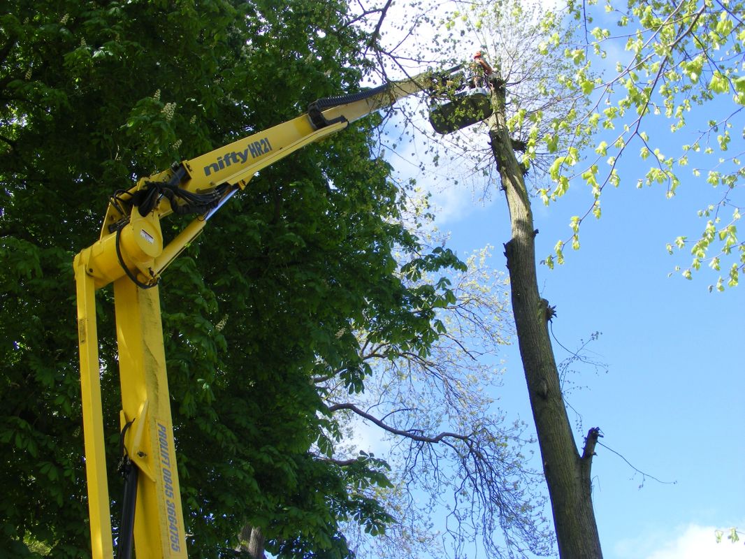 Access platform machinery working beside a tall reduced tree stem in woodland