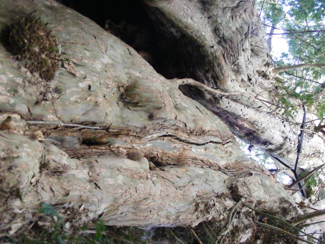 Close-up of a hollow tree trunk cavity, a typical inspection finding