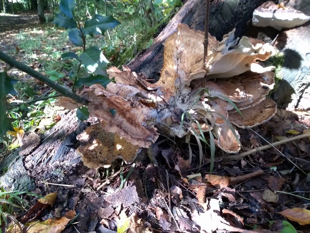 Decayed stump and root mass in a woodland setting