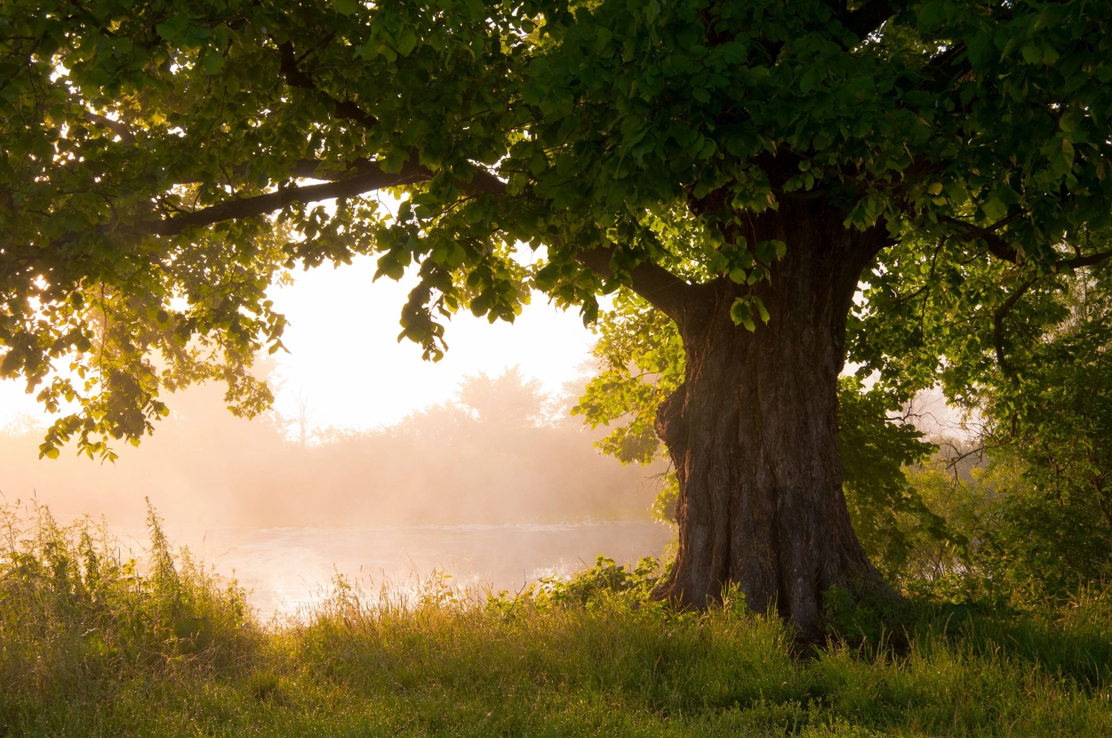 Mature tree in warm golden light