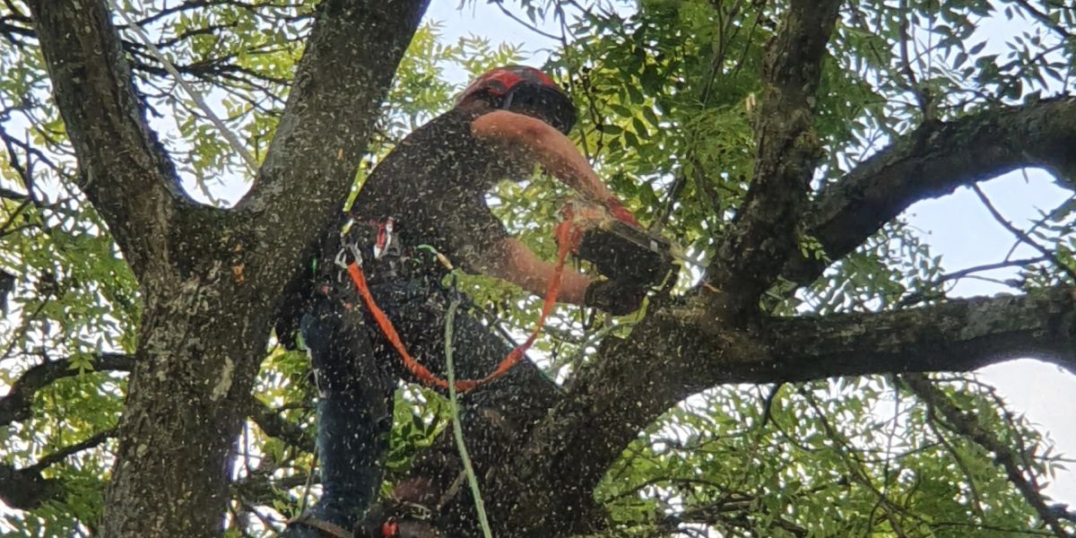 Arborist working within a mature tree canopy using ropes and harness